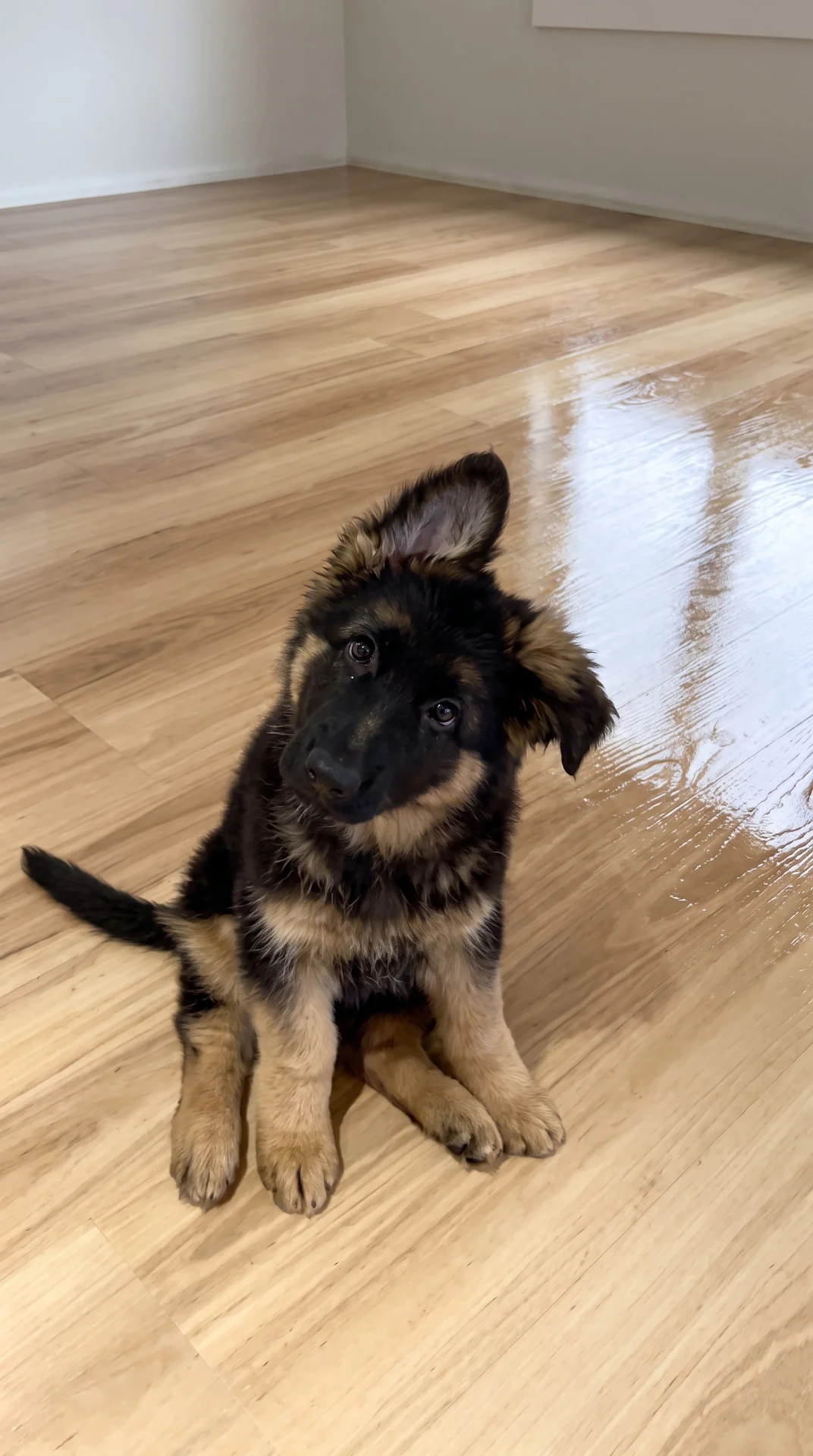 Happy puppy sitting on newly installed light hardwood floors